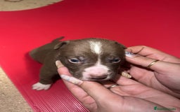 American Pit Bull Terrier perros en venta: camada American Pitbull Terrier  - Imagen 18