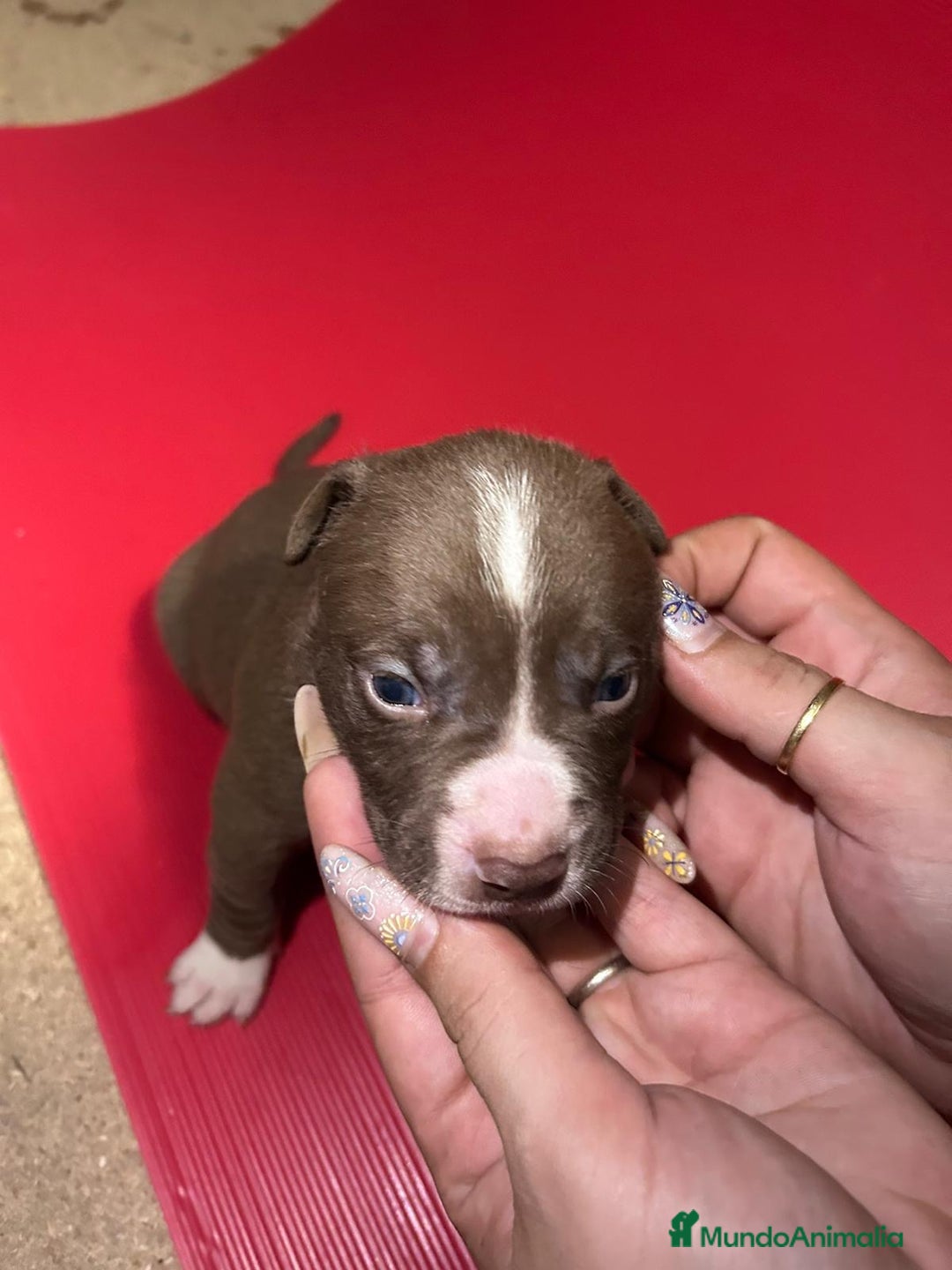 American Pit Bull Terrier perros en venta: camada American Pitbull Terrier  - Imagen 18