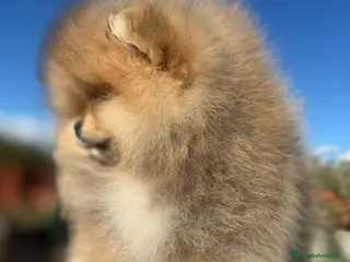 Pomerania perros POMERANIA AUTENTICO 100% MAXIMA CALIDAD en Málaga - Anuncio 37