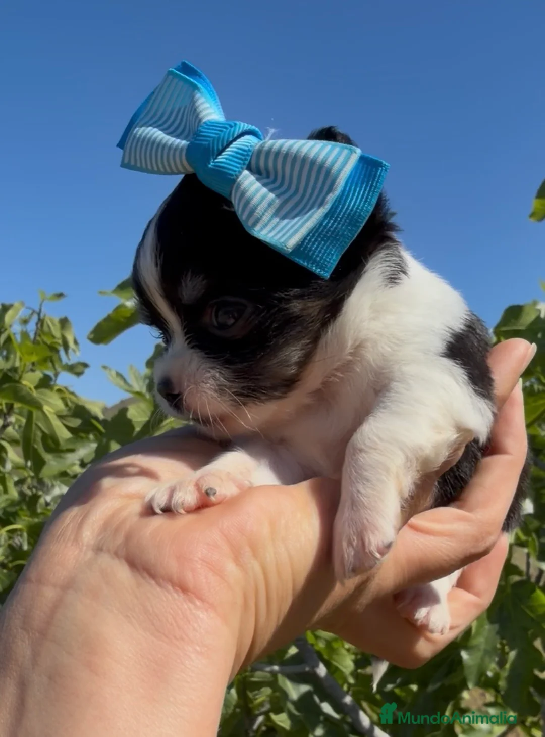 Chihuahua perros en venta: Chihuahua  - Anuncio 2