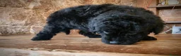 Caniche Toy perros en venta: Caniche toy precio real - Anuncio 3