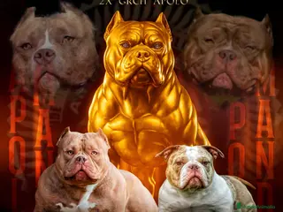 American Bully perros American bully micro exotic - Anuncio 2