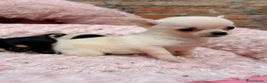 Chihuahua Cachorro 1