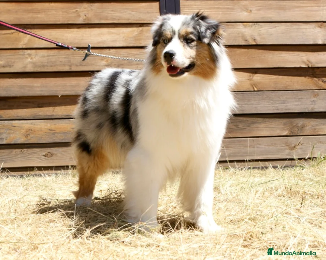 Imagen de galería {{count}}