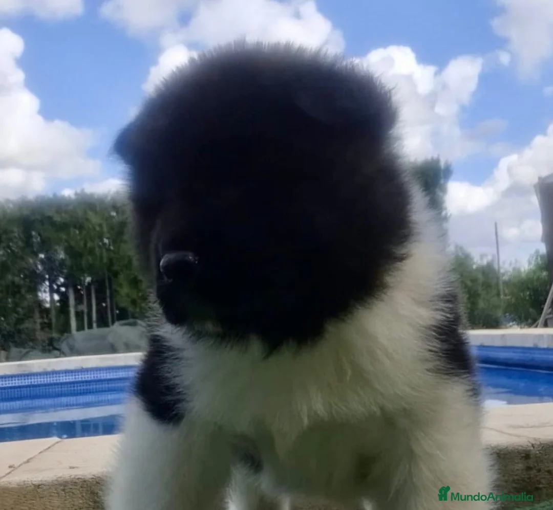 Akita Americano perros en venta: Akita Americano - Anuncio 1