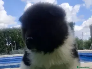 Akita Americano perros Akita Americano - Anuncio 2