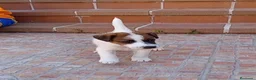 Fox Terrier de Pelo Liso perros en venta: Fox terrier pelo liso - Anuncio 5