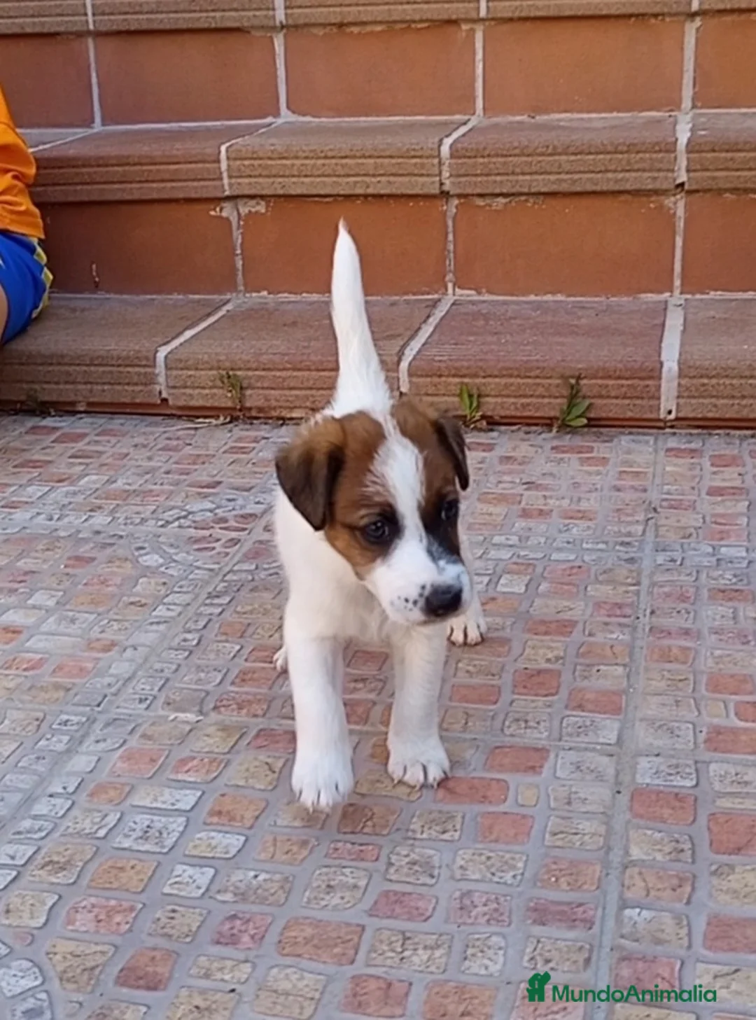 Fox Terrier de Pelo Liso perros en venta: Fox terrier pelo liso - Anuncio 5