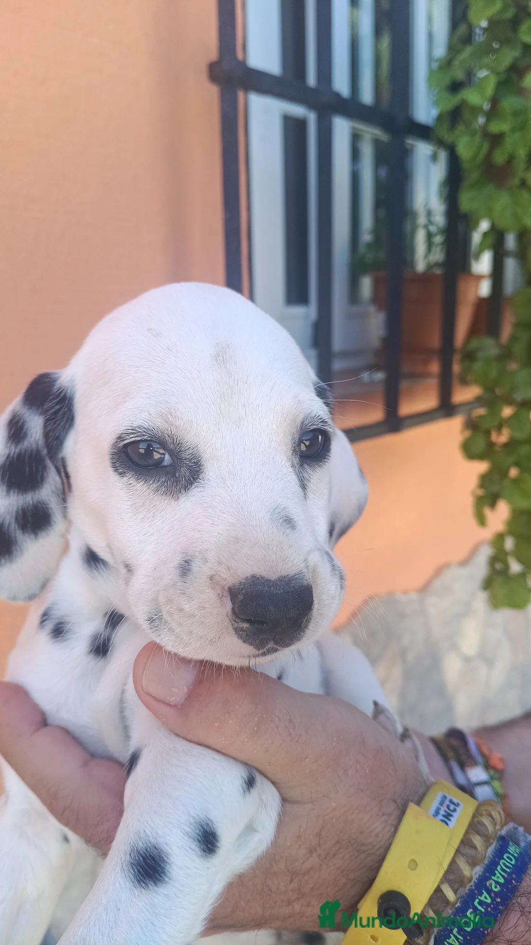 Dálmata perros en venta: Dalmata disponible  - Anuncio 2