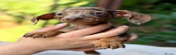 Teckel Miniatura perros en venta: Teckel mini Arlequin  - Anuncio 2