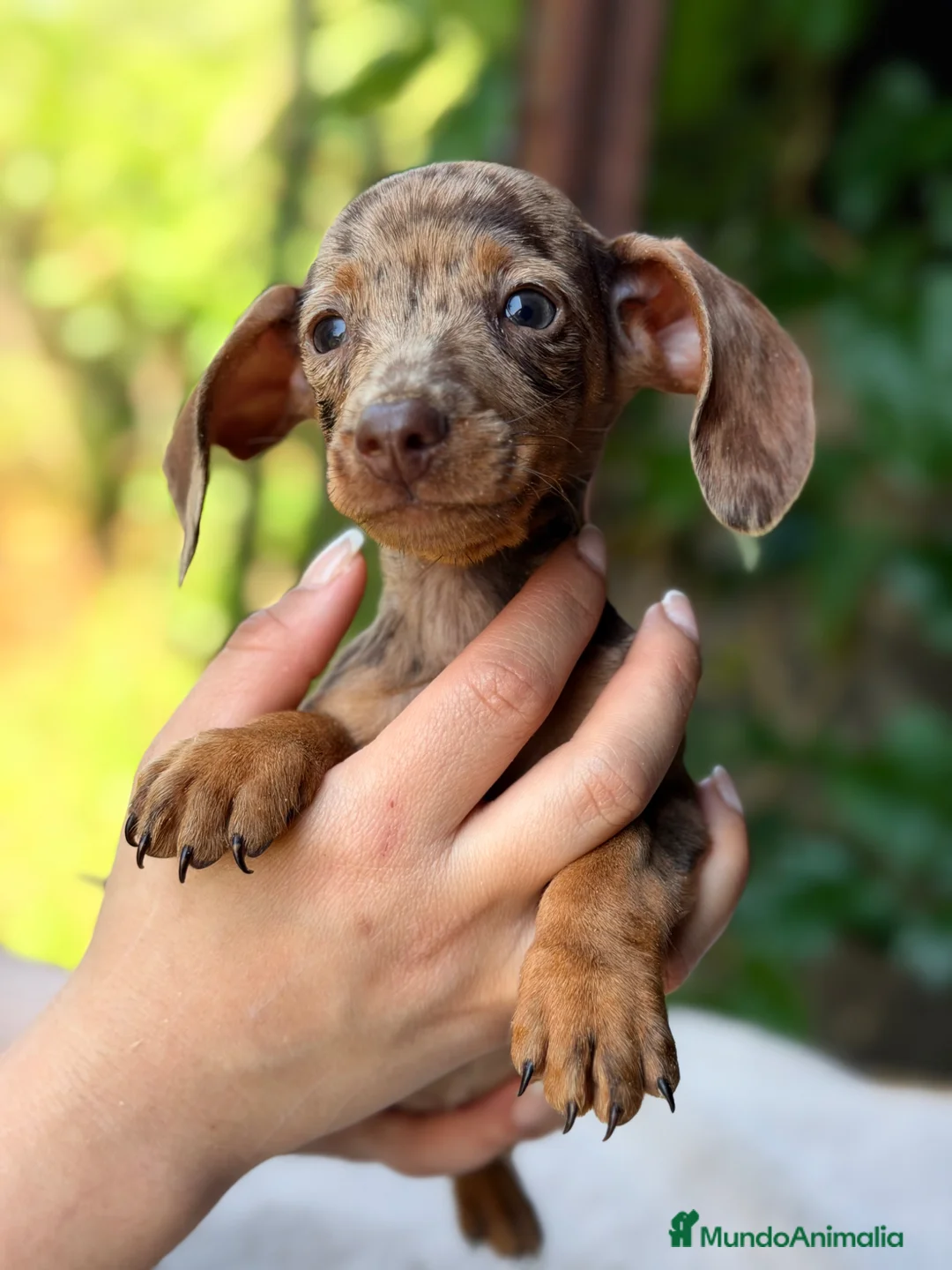 Teckel Miniatura perros en venta: Teckel mini Arlequin  - Anuncio 2