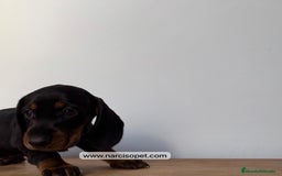 Teckel Miniatura perros en venta: TECKEL - Imagen 3