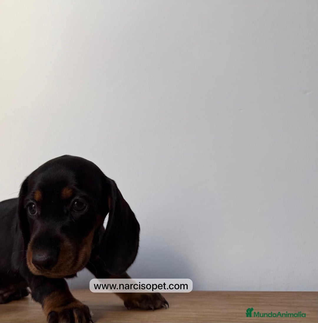 Teckel Miniatura perros en venta: TECKEL - Imagen 3