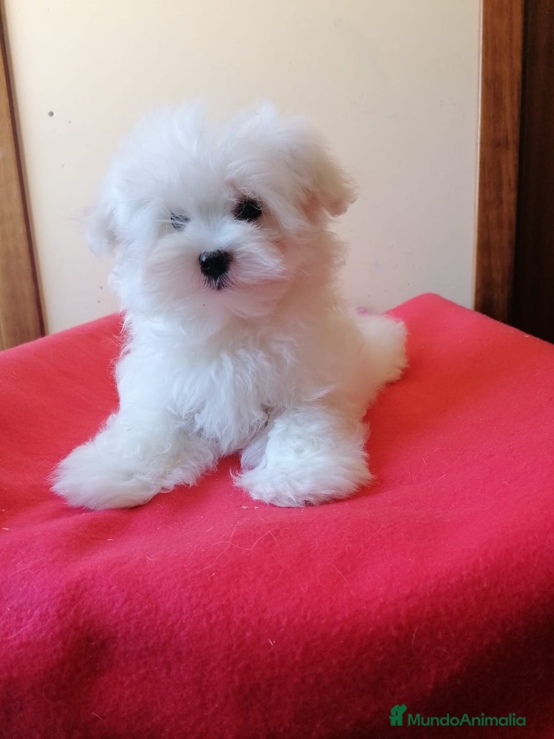 Bichón Maltés perros en venta: Bichón Maltés  - Anuncio 4