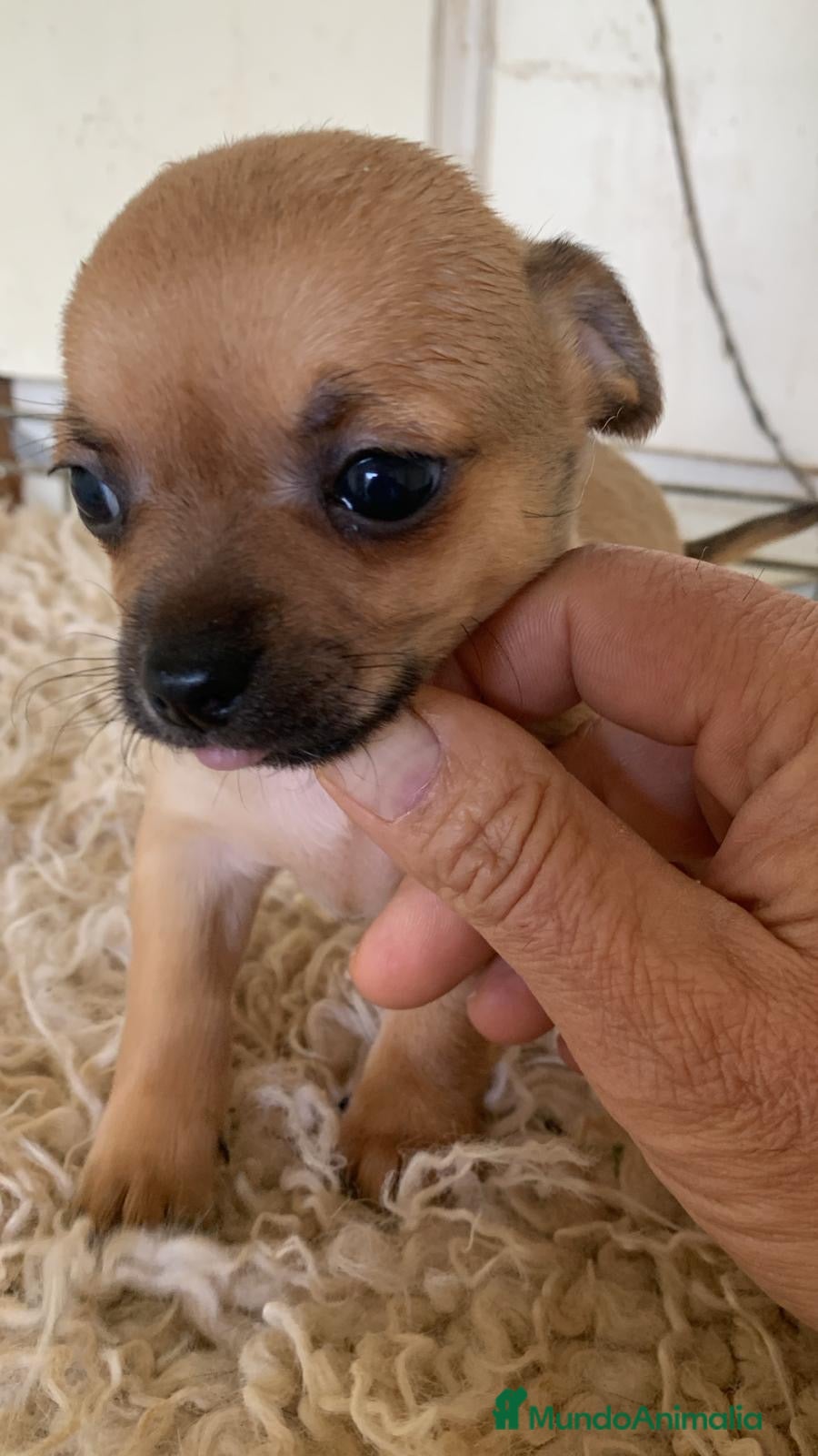 Chihuahua perros Preciosos chihuahua toy cabeza manzana - Anuncio 1