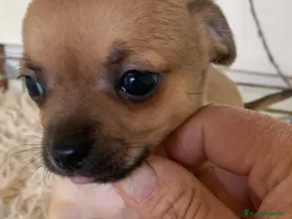 Chihuahua perros Preciosos chihuahua toy cabeza manzana - Anuncio 1