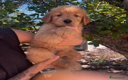 Goldendoodle perros en venta: Goldendoodle f1 - Imagen 4