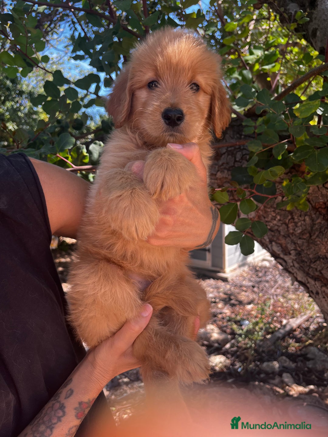 Goldendoodle perros en venta: Goldendoodle f1 - Imagen 4