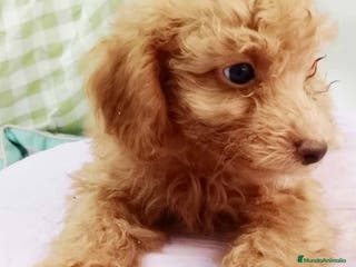 Caniche Mediano perros Caniche Hembra de Barbie y Can 6145 - AQUANATURA en Barcelona - Anuncio 3