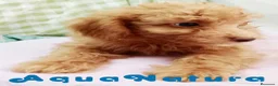 Caniche Mediano perros en venta:  Caniche Hembra de Barbie y Can 6145 - AQUANATURA en Barcelona - Anuncio 1