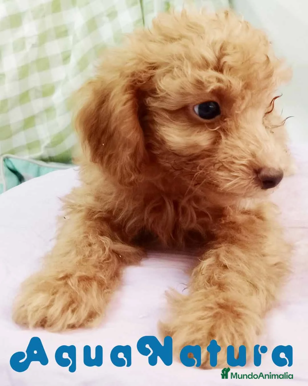 Caniche Mediano perros en venta:  Caniche Hembra de Barbie y Can 6145 - AQUANATURA en Barcelona - Anuncio 1