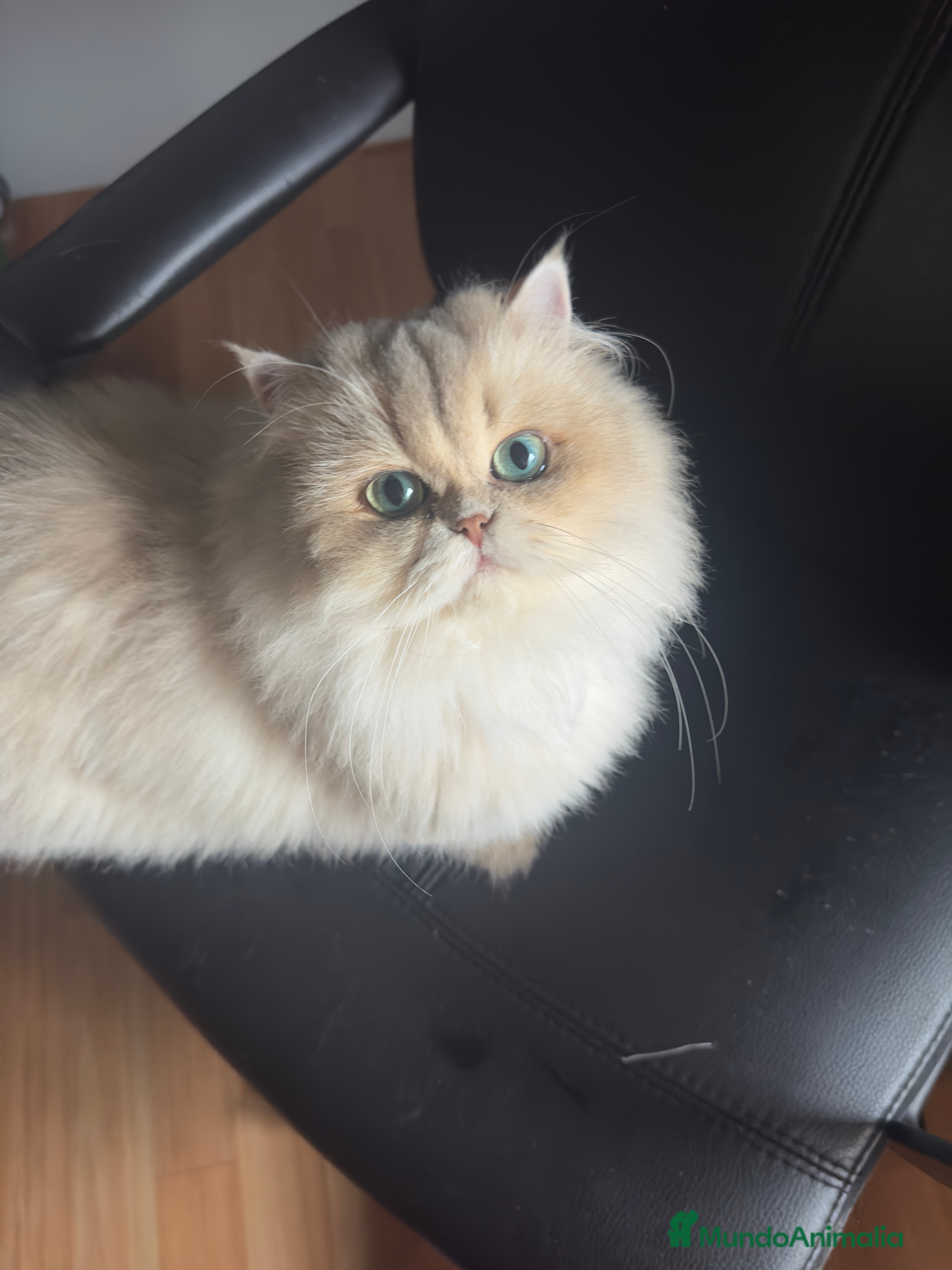 Británico de Pelo Largo gatos British Longhair Silver Point  - Anuncio 2