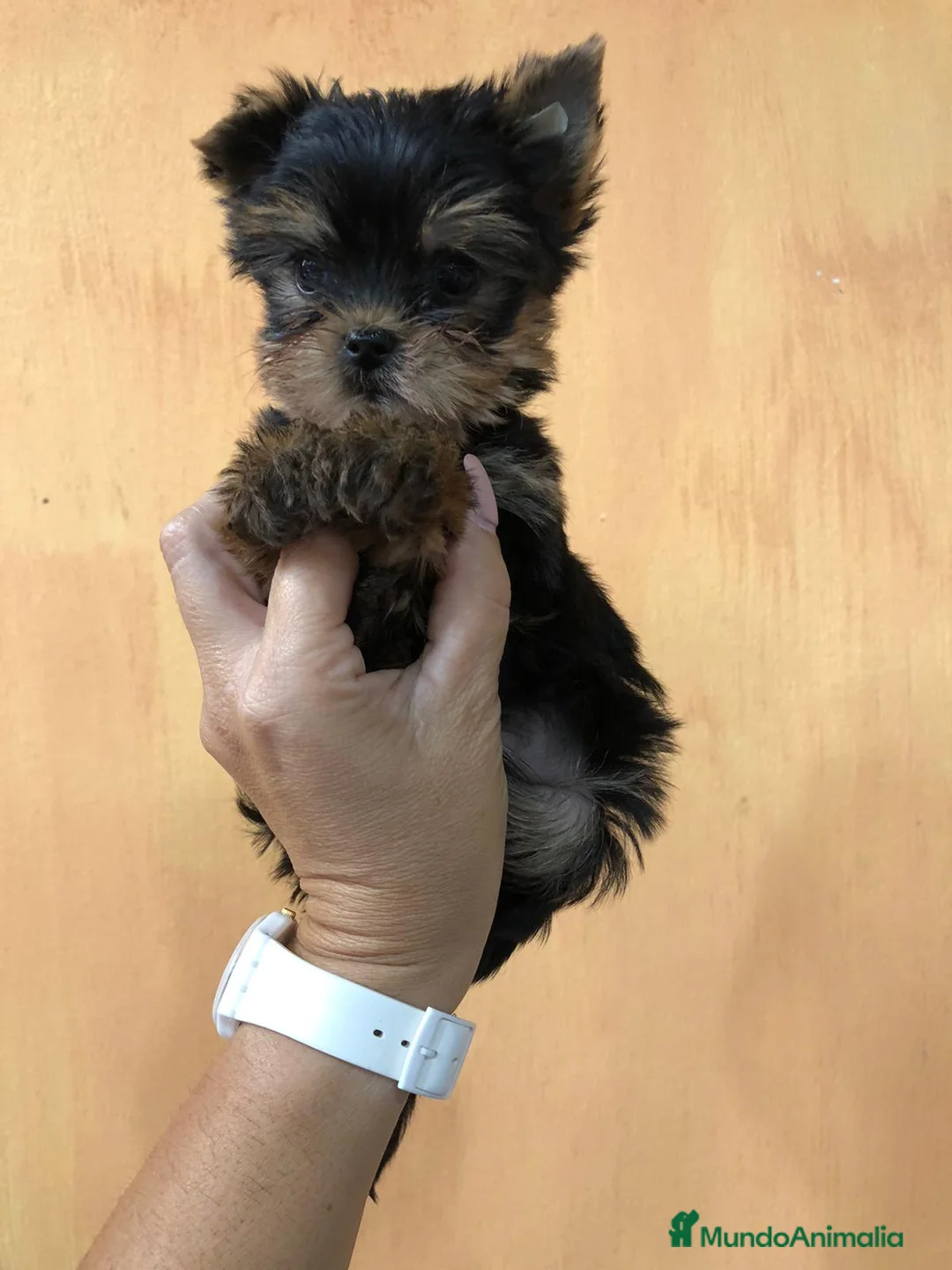 Yorkshire Terrier perros en venta: Yorkshire terrier miniatura  - Anuncio 1