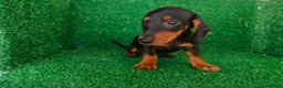Teckel Miniatura perros en venta: teckel miniatura - Anuncio 2