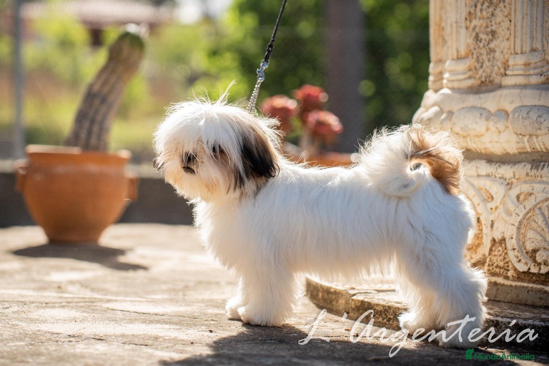 Shih Tzu perros en venta: camada de shih tzu - Imagen 4