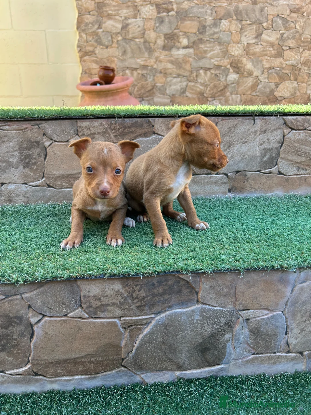 Raza Mixta perros en venta: Cruzaditos de Chihuahuas Mini Toy Toy - Anuncio 14