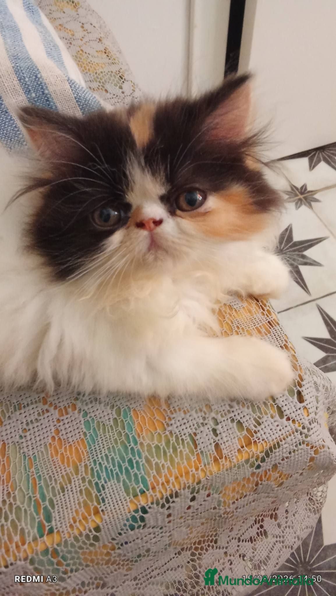 Persa gatos Persa - Anuncio 1