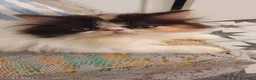 Persa gatos en venta: Persa en Valencia - Anuncio 1