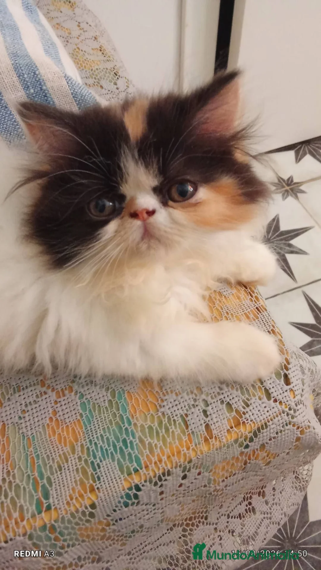 Persa gatos en venta: Persa en Valencia - Anuncio 1
