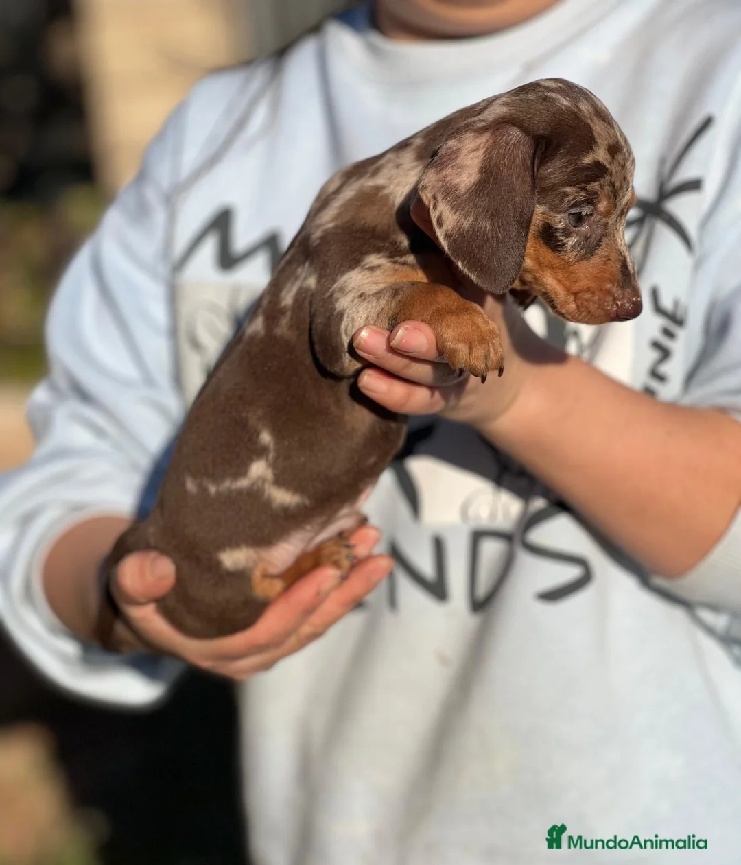 Teckel Miniatura perros en venta: TECKEL CHOCOLATE MERLE OJOS CLAROS! en Barcelona - Anuncio 3