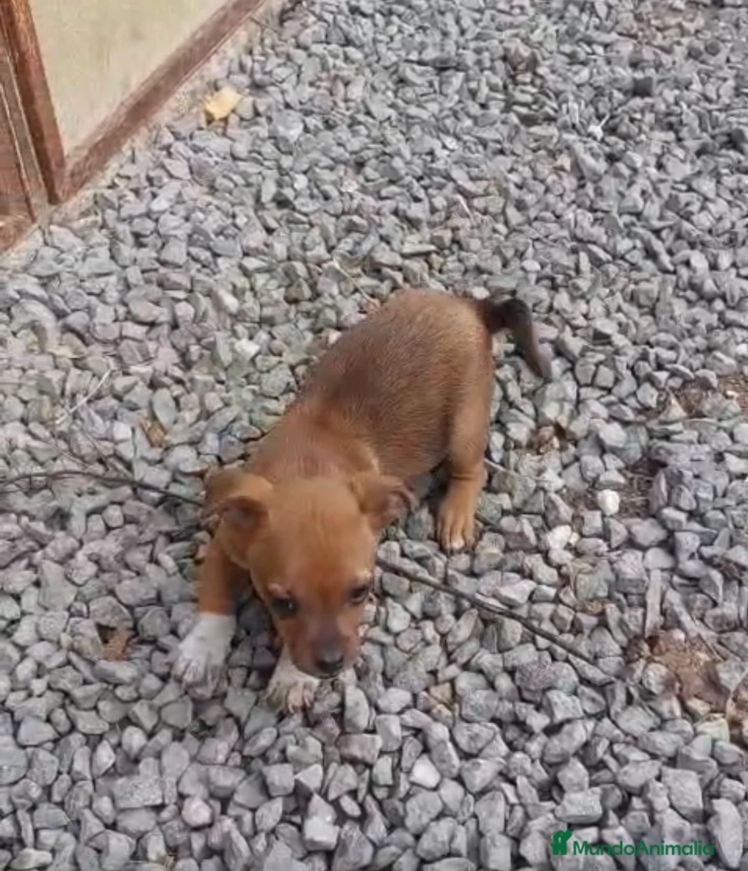 Raza Mixta perros en venta: PRECIOSO CACHORRO (leer bien anuncio) - Anuncio 2
