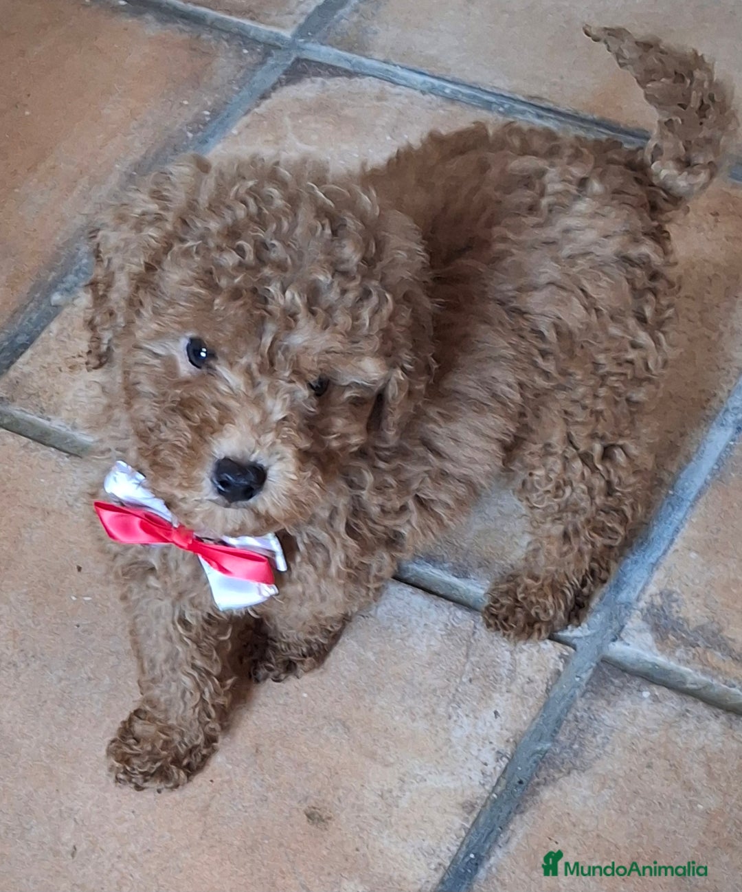 Caniche Toy perros en venta: Caniche Toy  - Anuncio 2