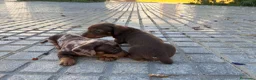 Teckel Miniatura perros en venta: teckel miniatura - Anuncio 4