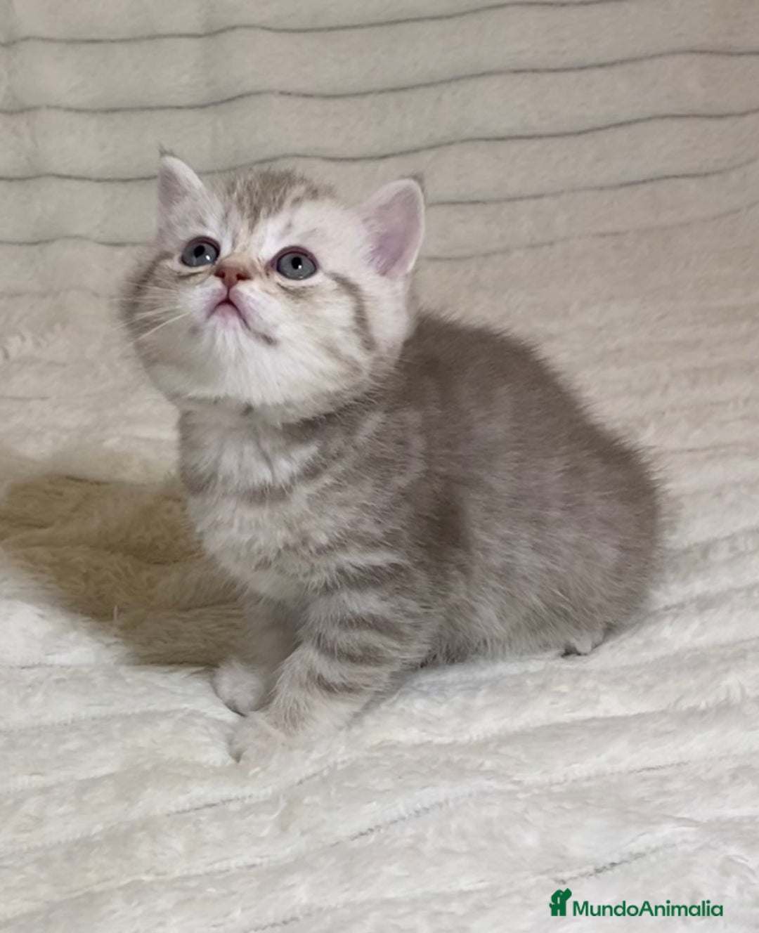 Scottish Straight gatos en venta: Estupendo scottish straight - Anuncio 4