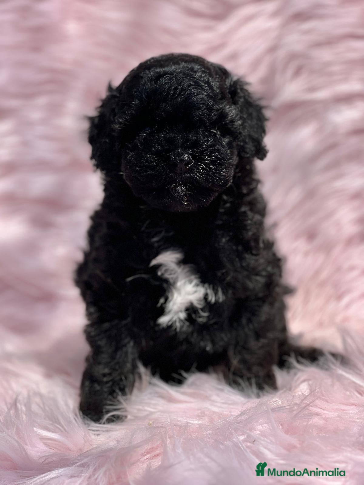 Caniche Toy perros CANICHE TOY NEGRO DISPONIBLE en Barcelona - Anuncio 6