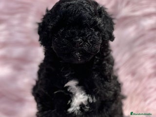 Caniche Toy perros en Barcelona - Anuncio 13