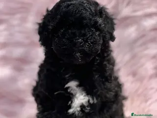 Caniche Toy perros CANICHE TOY NEGRO DISPONIBLE en Barcelona - Anuncio 23