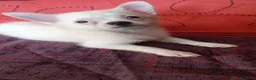 Pomchi perros en venta: Preciosos pomchi mini - Anuncio 4