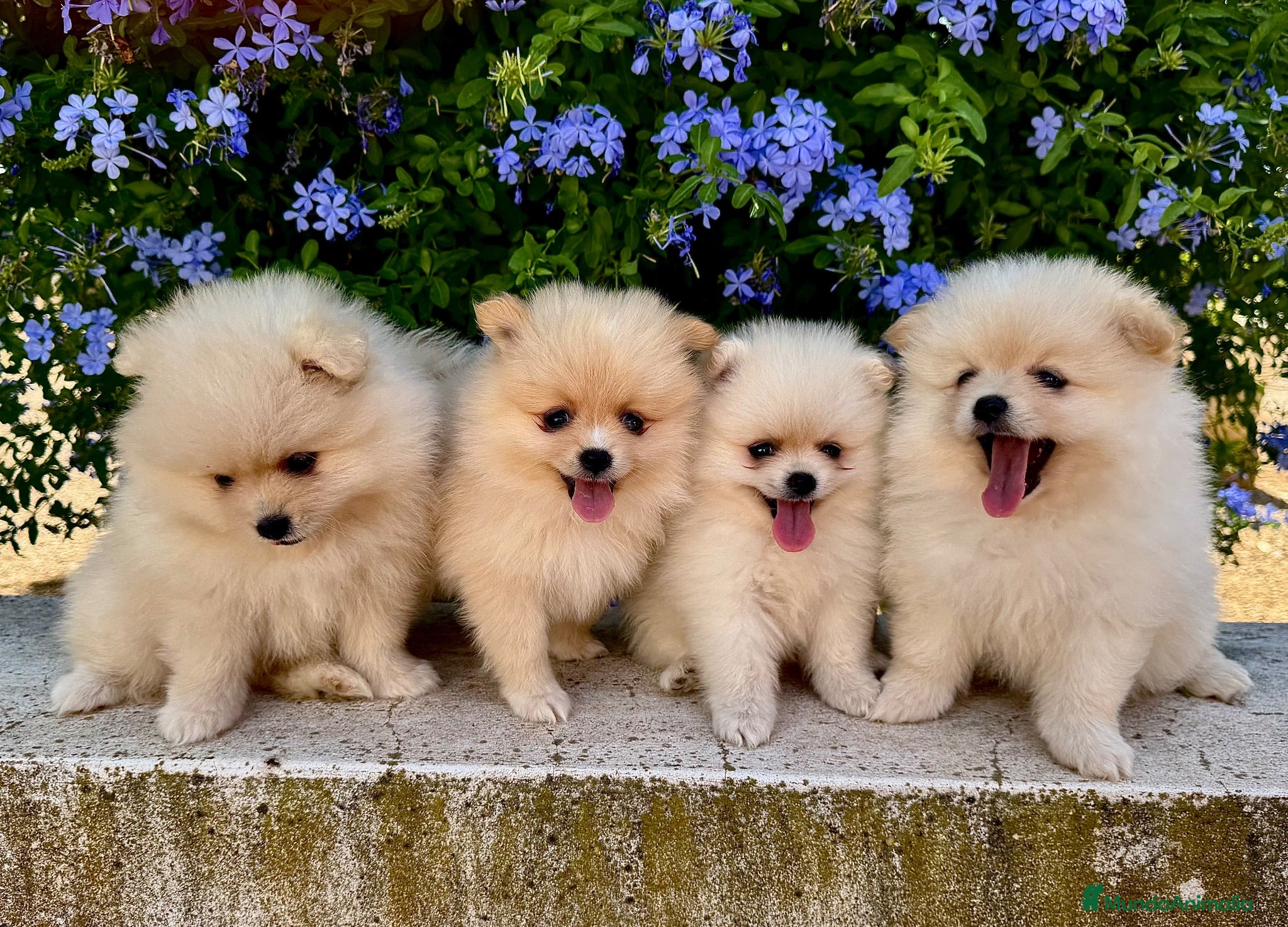 Pomerania perros Cachorros Pomerania criados en ambiente familiar  - Anuncio 3