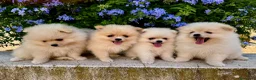 Pomerania perros en venta: Cachorros Pomerania criados en ambiente familiar  - Anuncio 1