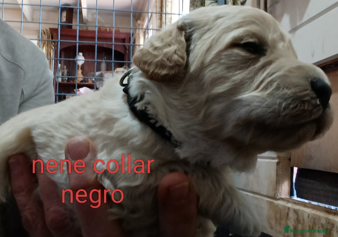 Labradoodle perros en venta: Preciosos cachorros de labradoodle f1b - Anuncio 3