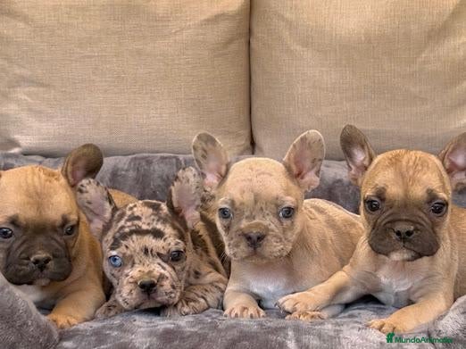 Bulldog Francés perros Camada de bulldog francés  - Anuncio 2