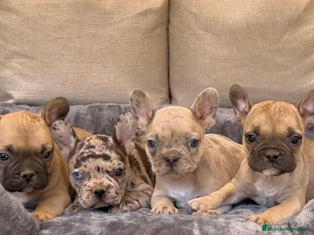 Bulldog Francés perros en venta: Camada de bulldog francés  - Anuncio 1