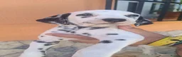 Dálmata perros en venta: Dalmata disponible  - Anuncio 7
