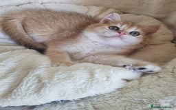 Británico de Pelo Corto gatos en venta: British Golden Chinchilla - Imagen 2