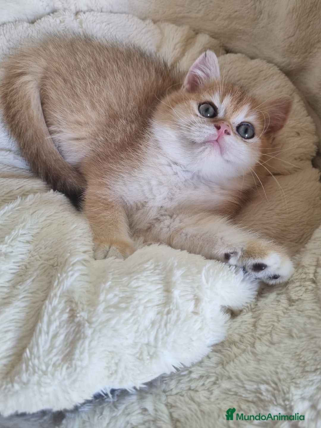 Británico de Pelo Corto gatos en venta: British Golden Chinchilla - Imagen 2